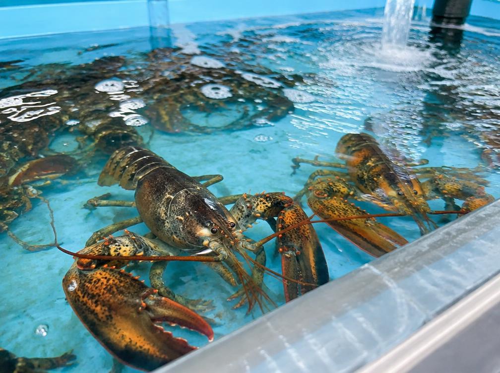 Live seafood held in clear water in a professional holding tank